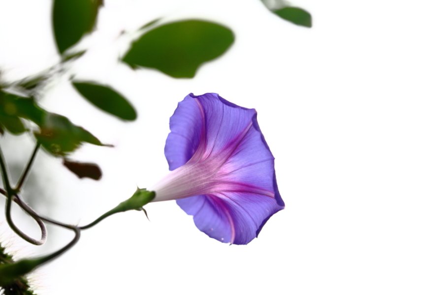 04.JPG : 집근처 나팔꽃