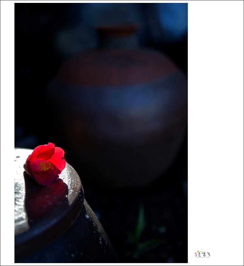 DM8A3208-1.jpg : 붉은 이별