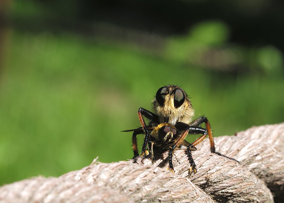 파리매1.jpg : 파리매