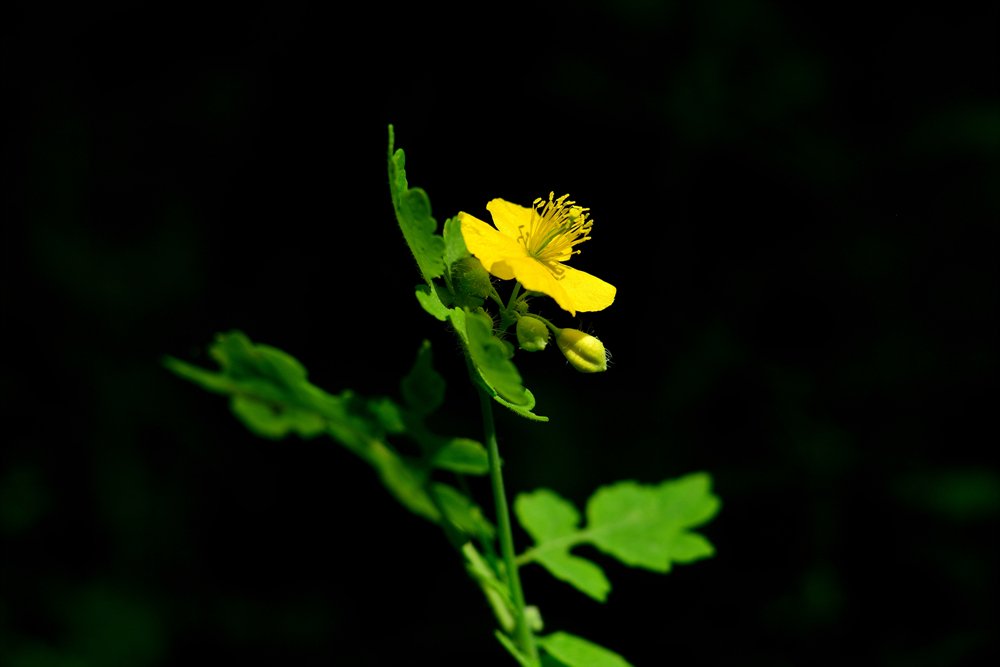 DSC_9590.jpg : 접사..