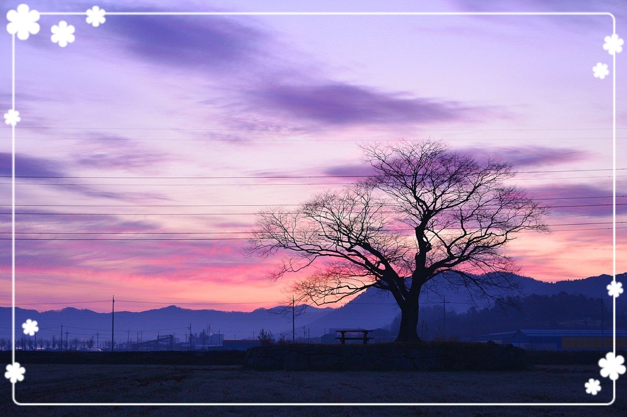 19-03-10-07-00-42-569_deco.jpg : 사랑이 꽃피는 나무 19-03-10-07-00-42-569_deco.jpg : 사랑이 꽃피는 나무