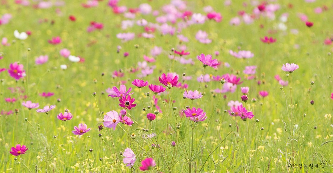 CE3A3582-5resize.jpg : 당수동 벙개2