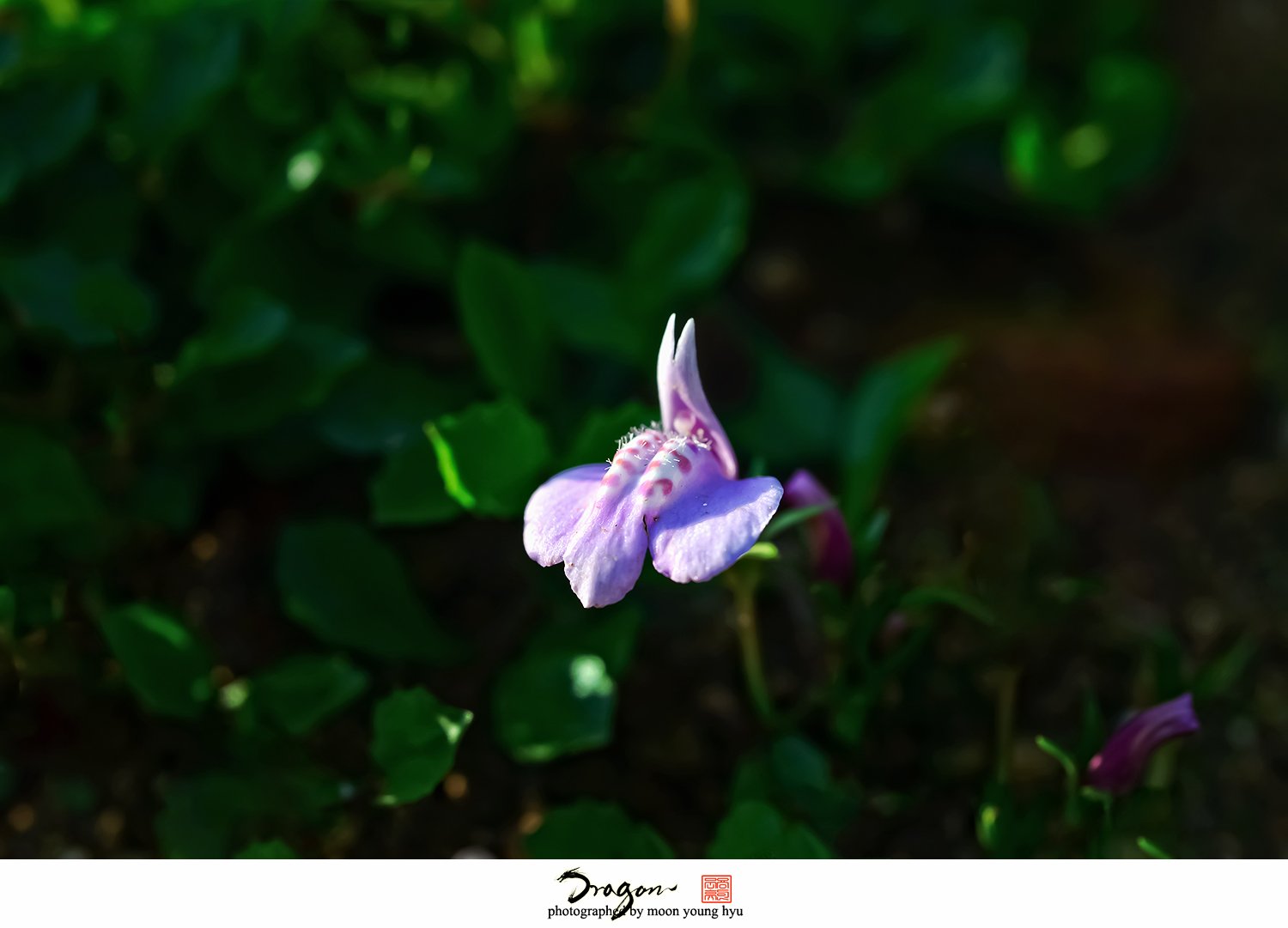 2-DSC_6915_01.jpg : 누운주름잎 2-DSC_6915_01.jpg : 누운주름잎