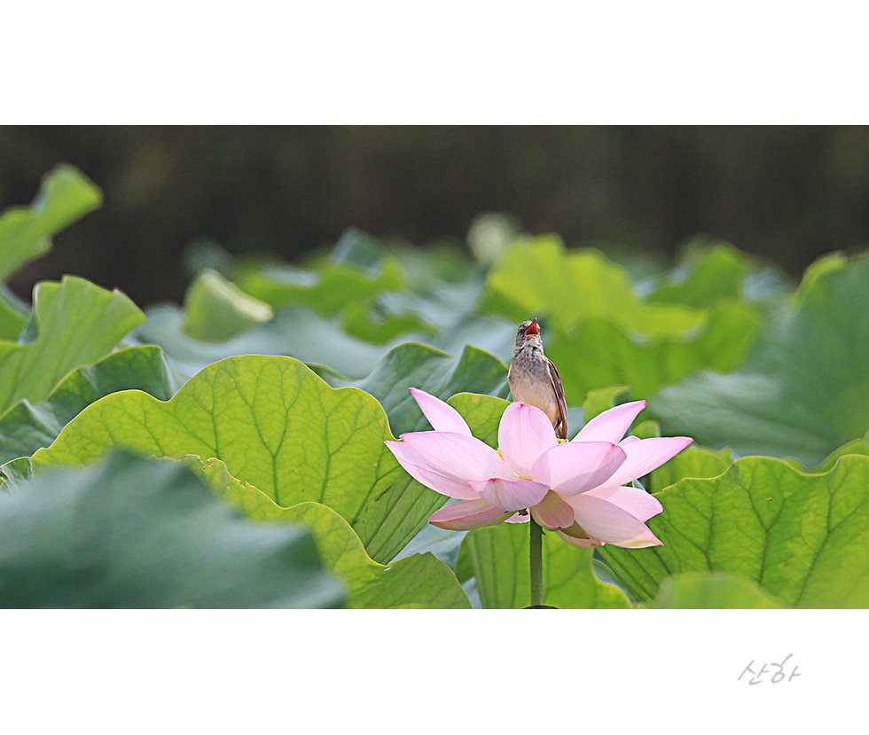 2M3A0525.jpg : 개개비