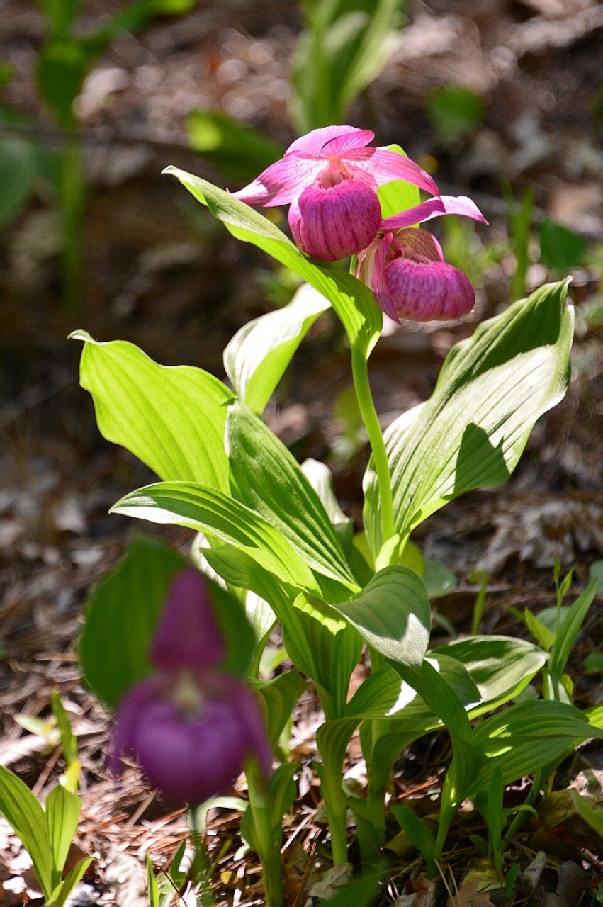 BandPhoto_19814068658.jpg : 복주머니란