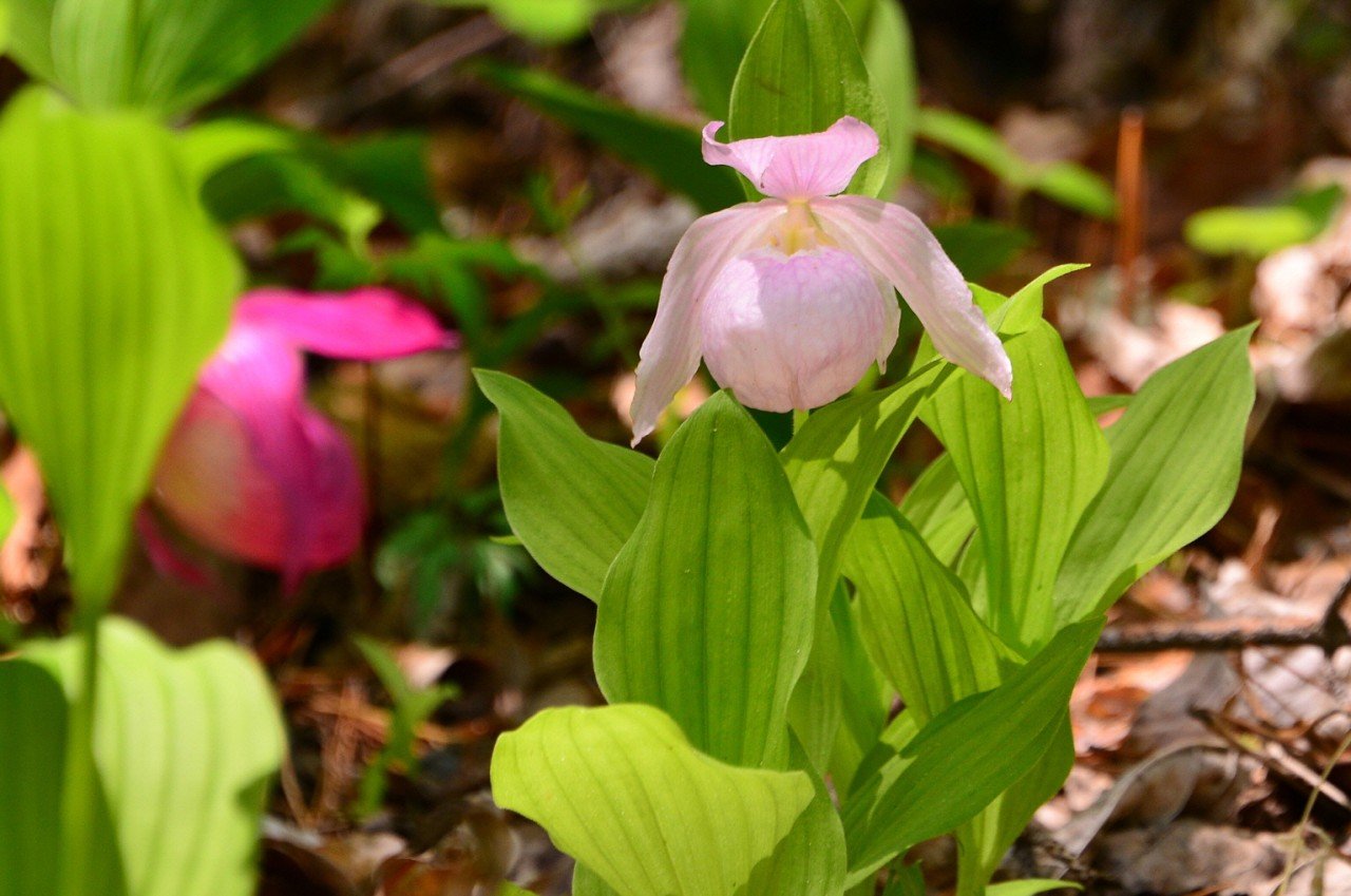 BandPhoto_19814068623.jpg : 복주머니란