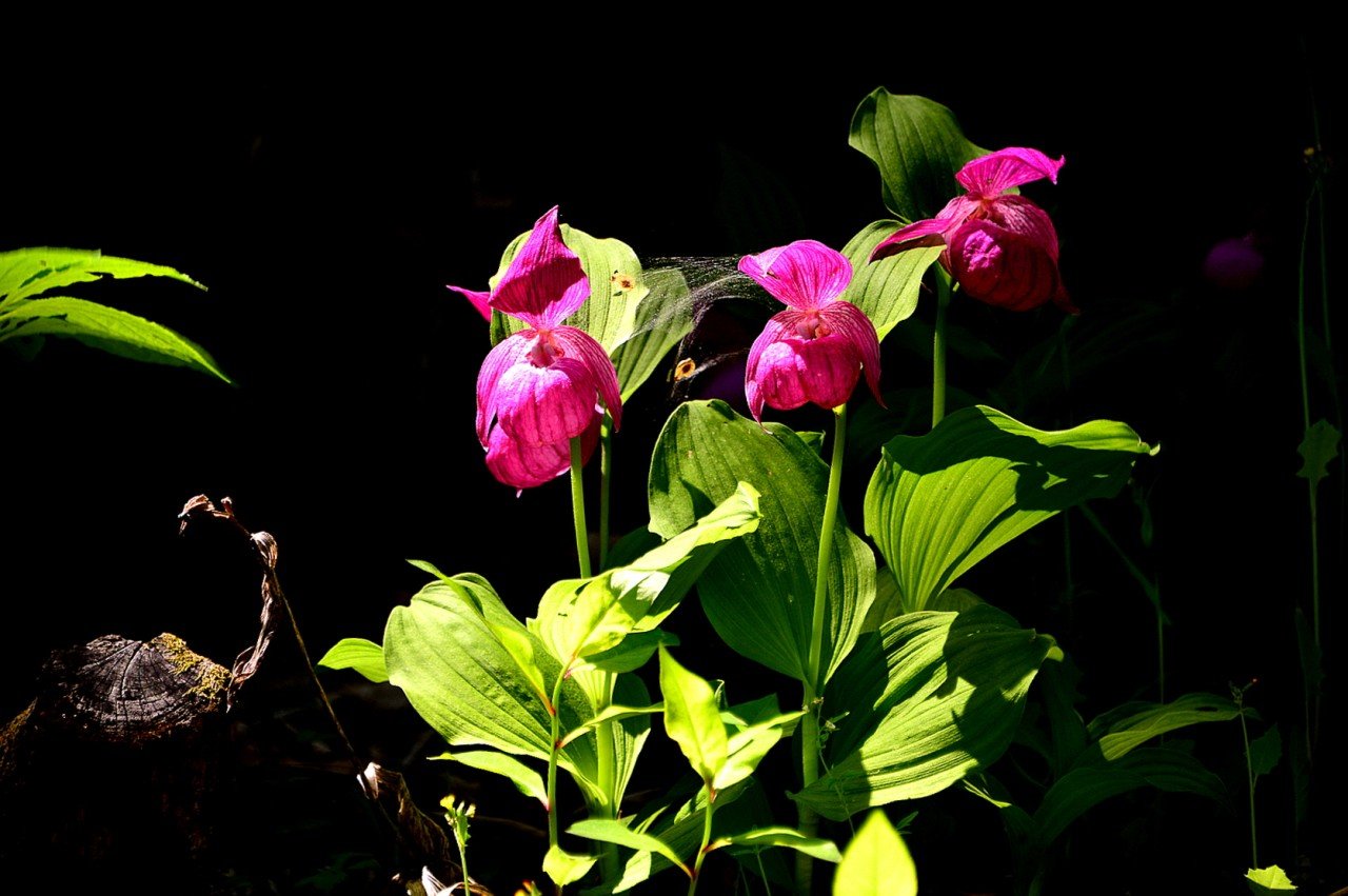 BandPhoto_19814068637.jpg : 복주머니란