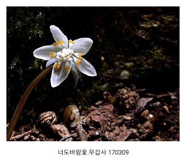 IMG_20170310_100909.jpg : 너도 바람꽃