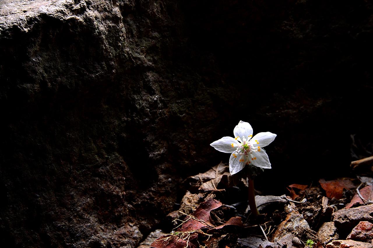 BandPhoto_5472257966.jpg : 너도 바람꽃