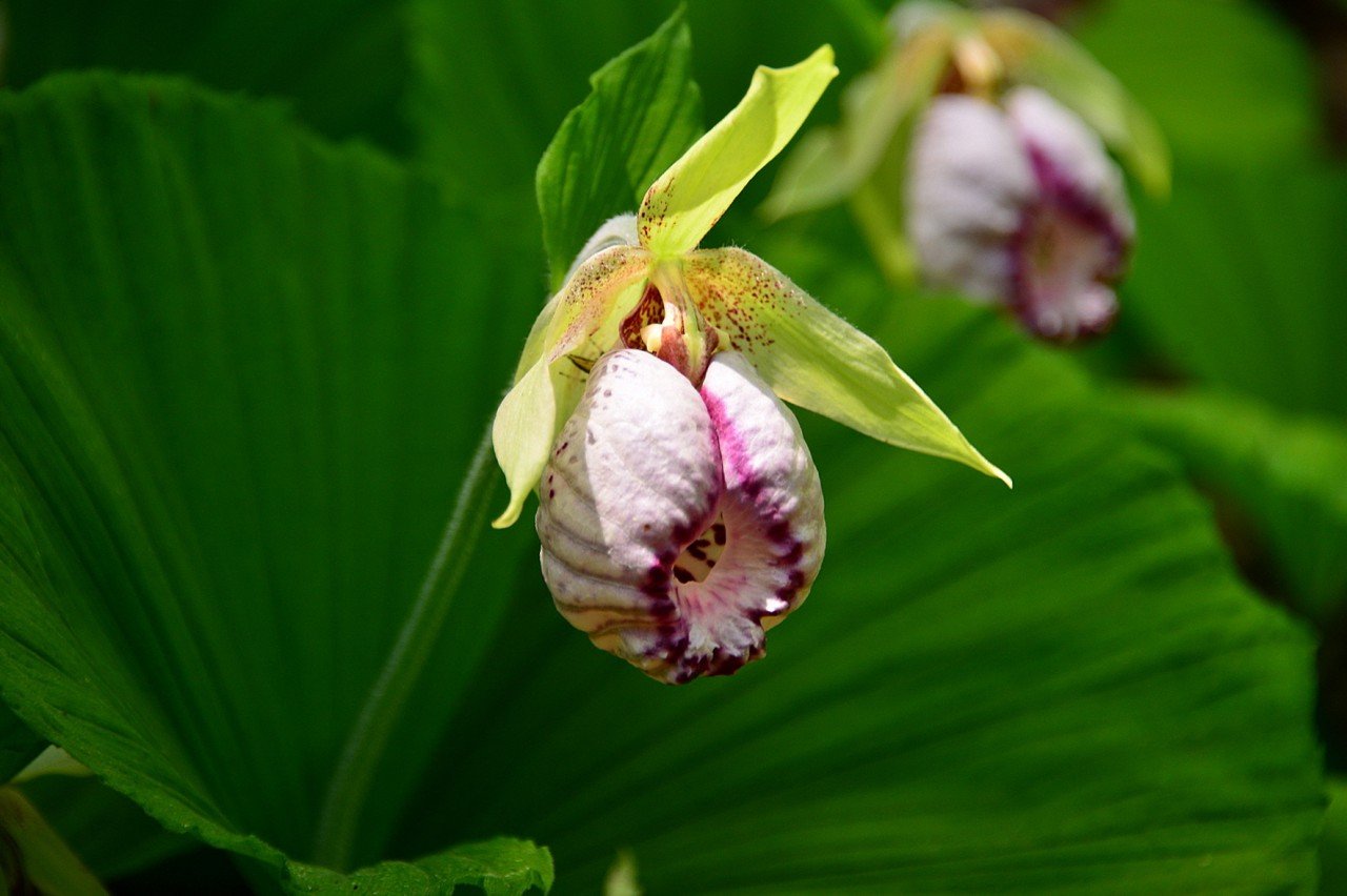 BandPhoto_19814068616.jpg : 광릉요강꽃