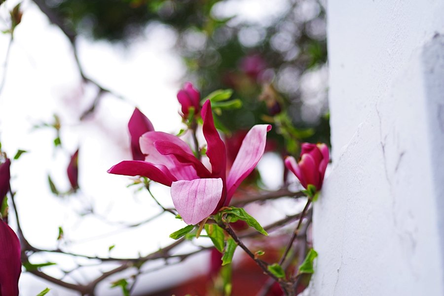 IMGP2357.JPG : 50마, 100마