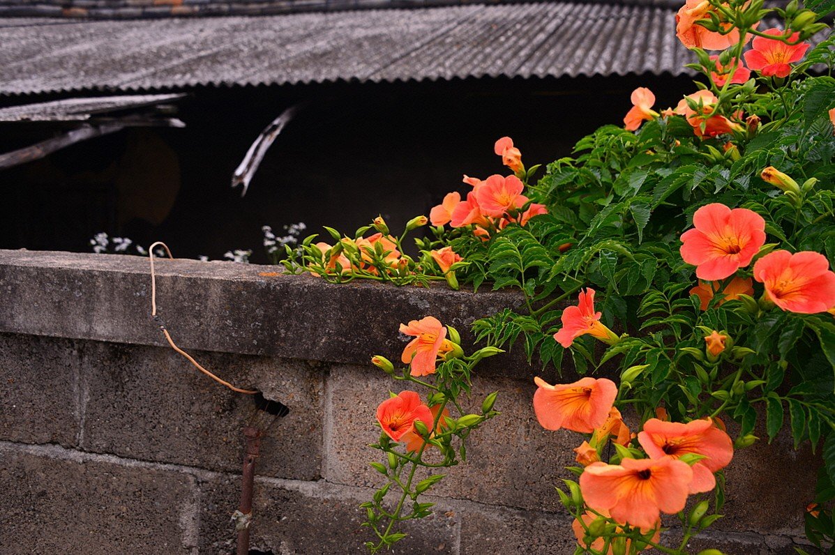 BandPhoto_14084011561.jpg : 시골담장 능소화 BandPhoto_14084011561.jpg : 시골담장 능소화