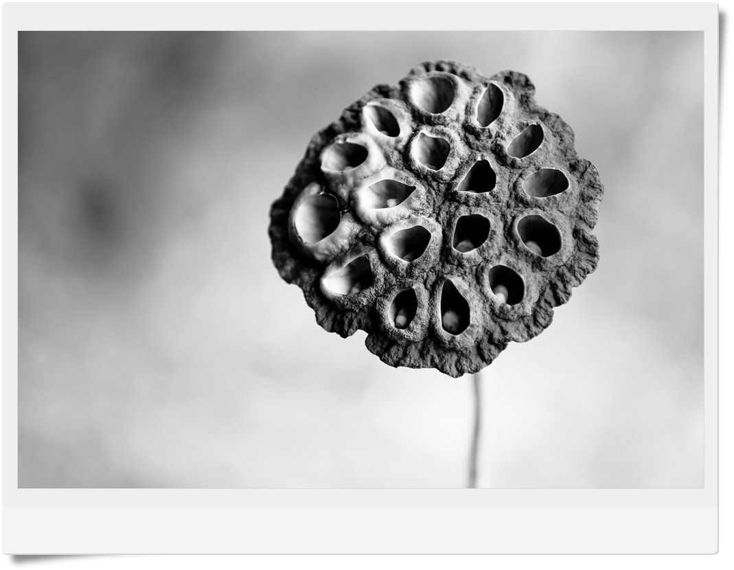 CHW_7060-1.jpg : 연