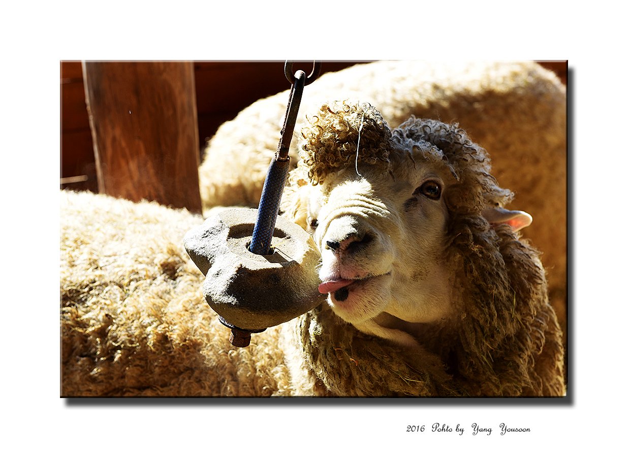 DSC_4136-1-r.jpg : 양떼목장 번개