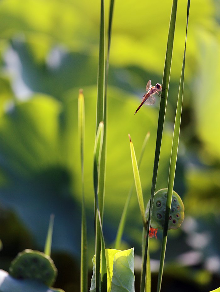 KJW_8264.jpg : 잠자리