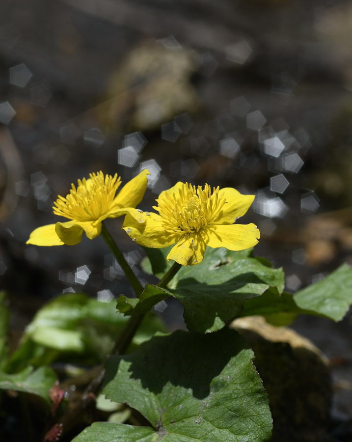 노란꽃.jpg : 그냥 꽃