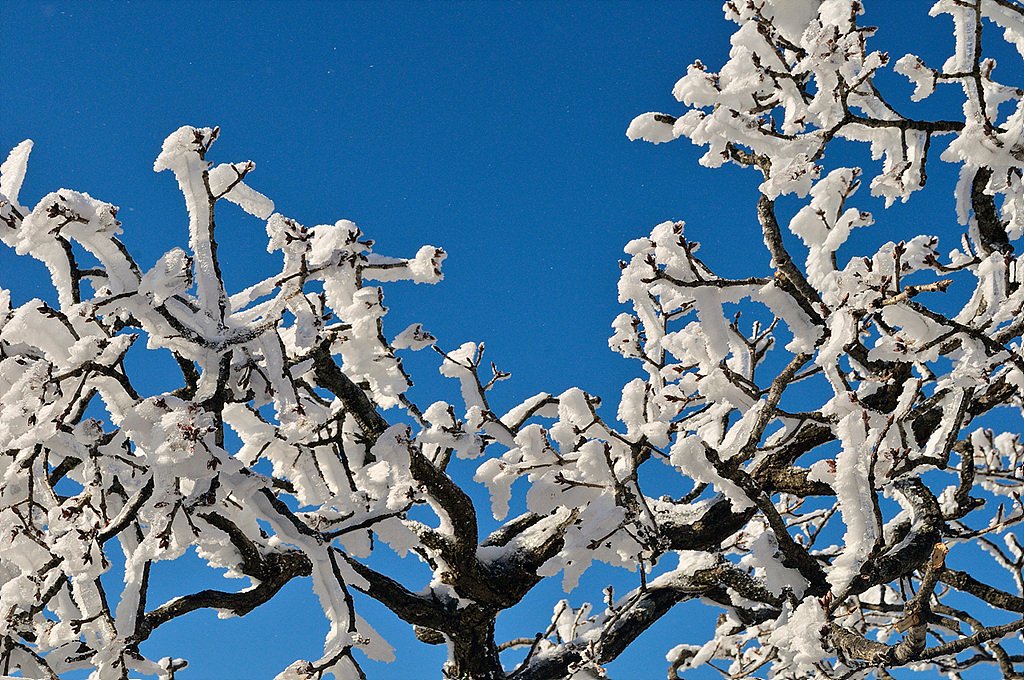 _DSC4638_1.jpg : 계방산 눈꽃여행