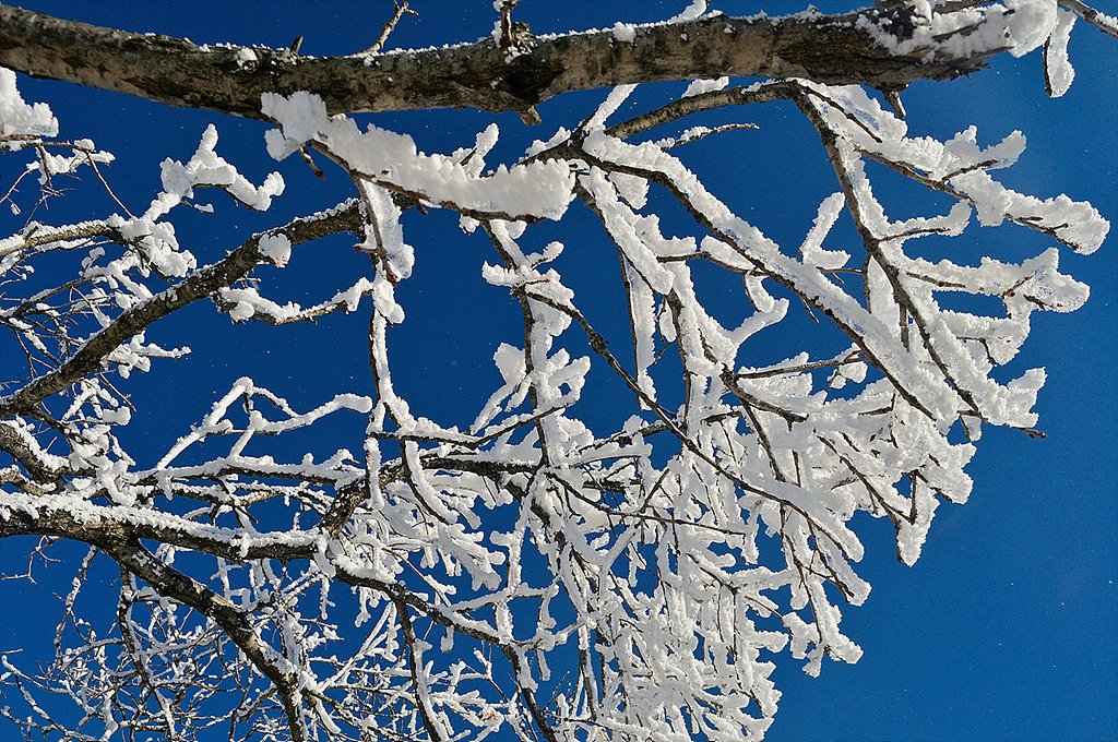 _DSC4655_1.jpg : 계방산 눈꽃여행