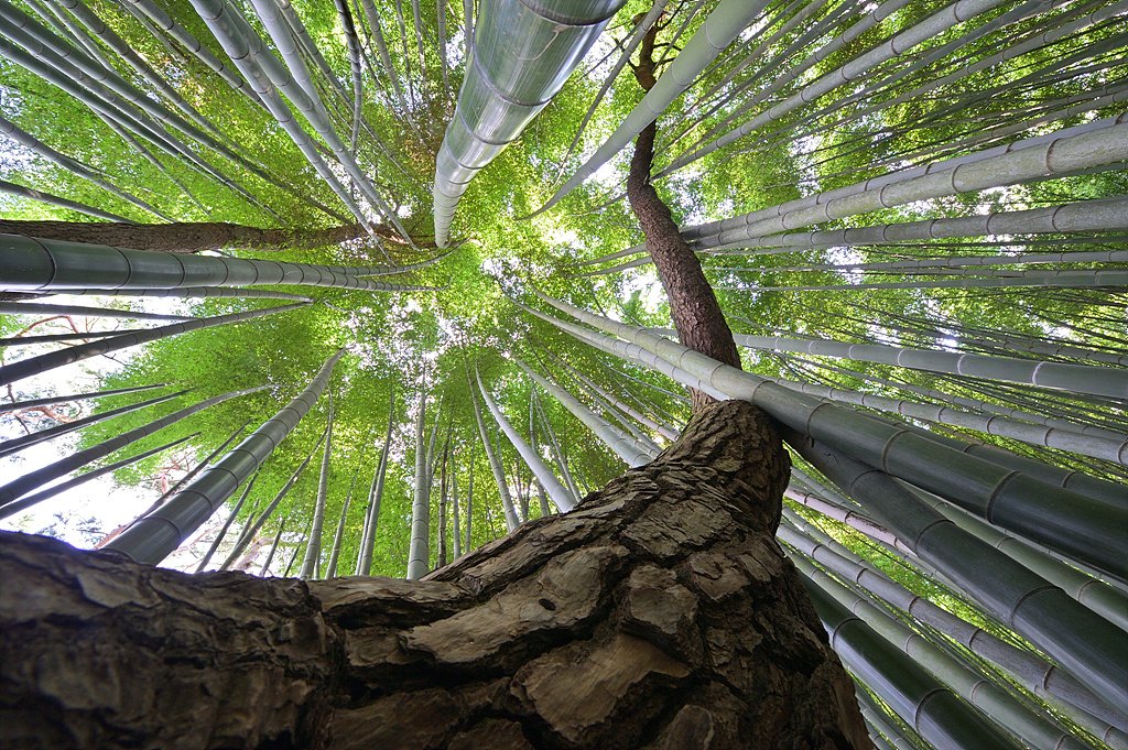 _DSC8910_00001.jpg : 수사클 추억여행 - 고창읍성의 맹종죽