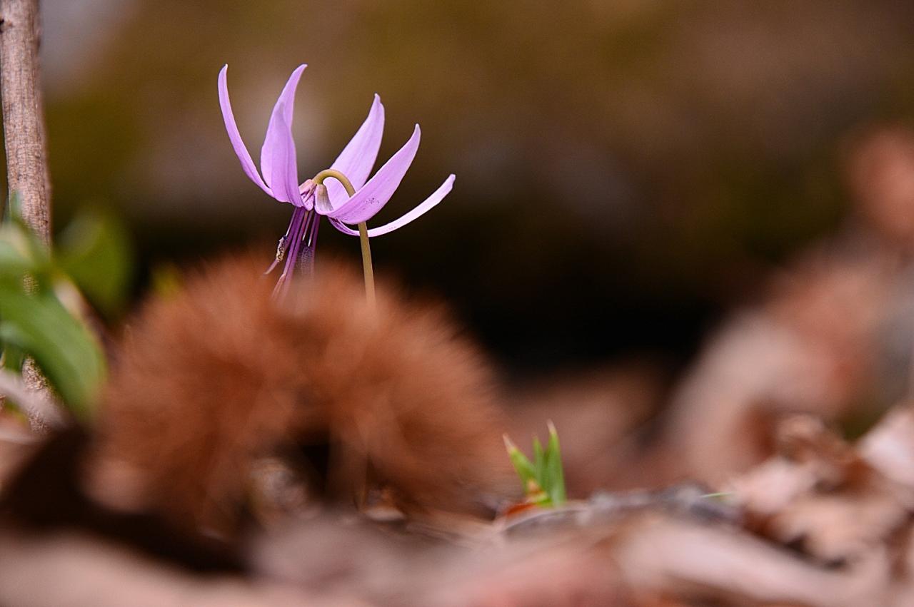 BandPhoto_8550783558.jpg : 얼레지와 칭구들