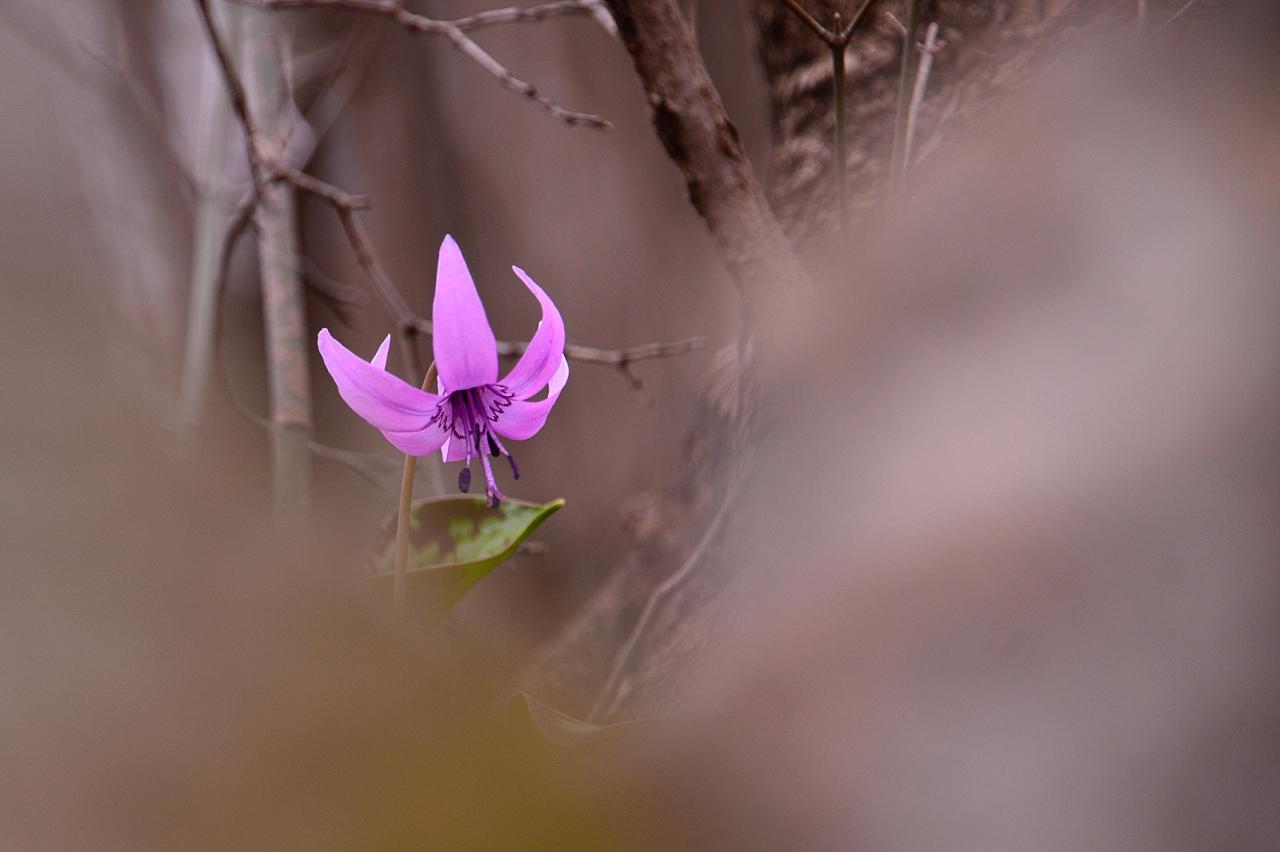 BandPhoto_8550783601.jpg : 얼레지와 칭구들
