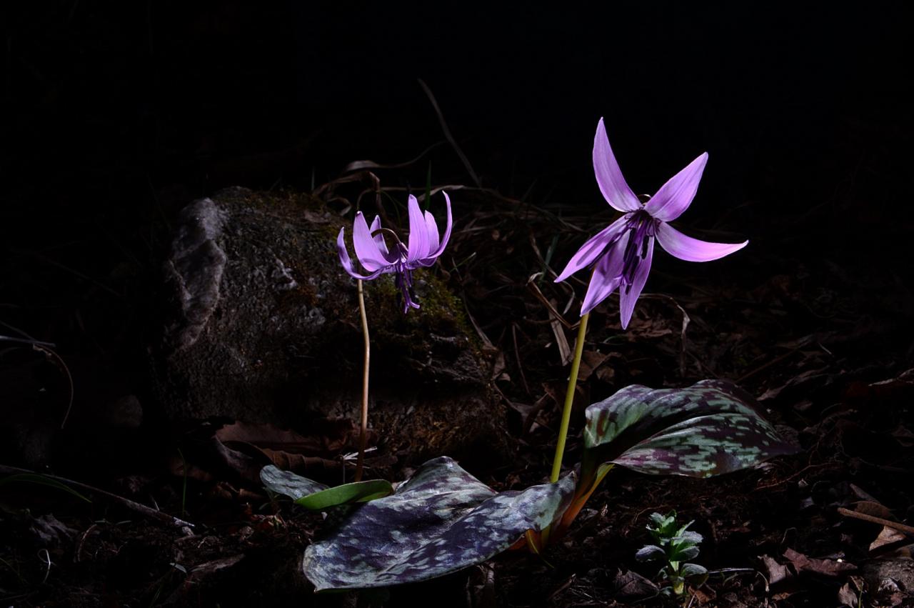 BandPhoto_8550783582.jpg : 얼레지와 칭구들