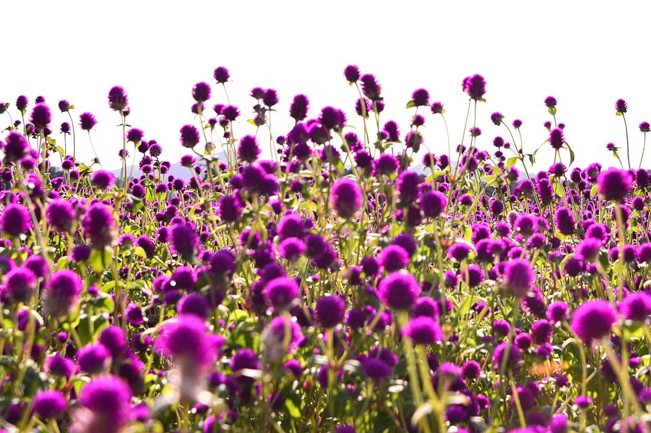 BandPhoto_10092741399.jpg : 천일홍이 활짝