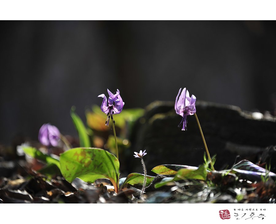 _DSC1475.jpg : 화야산 얼레지