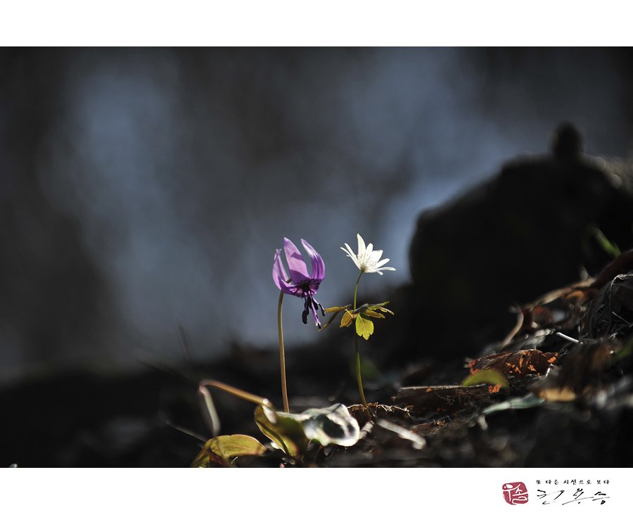 _DSC1514.jpg : 화야산 얼레지