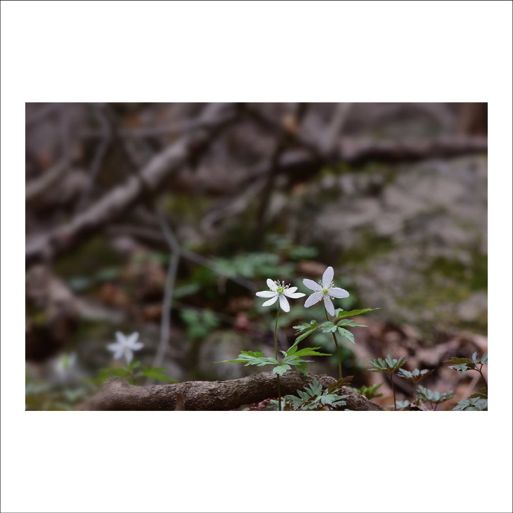 크기변환_DSC_6591.jpg : 들바람꽃 : 야생화