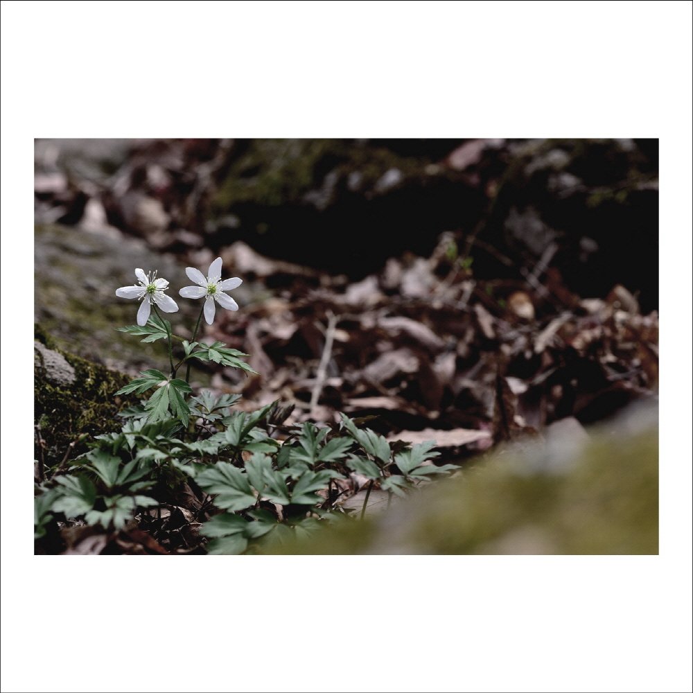 크기변환_DSC_6655.jpg : 들바람꽃 : 야생화