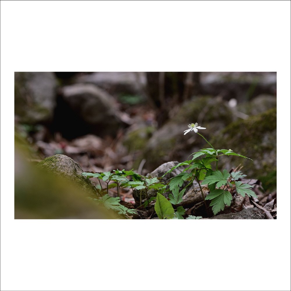 크기변환_DSC_6582.jpg : 들바람꽃 : 야생화