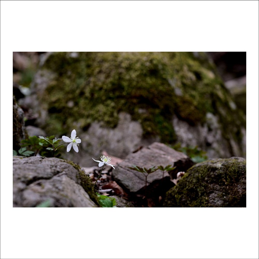 크기변환_DSC_6601.jpg : 들바람꽃 : 야생화