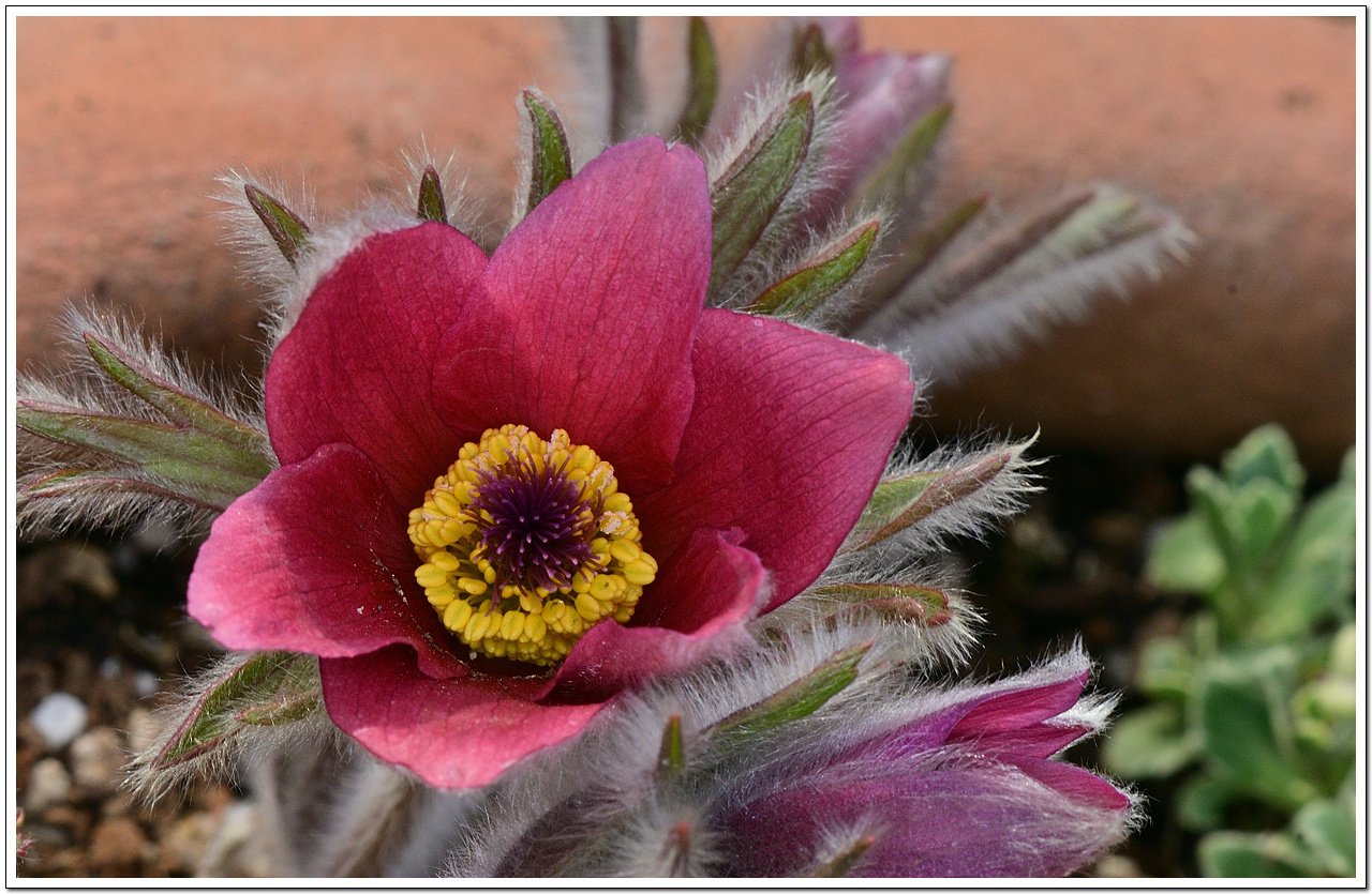 _DSC0647_00001.jpg : 신구대 식물원 야생화 소식