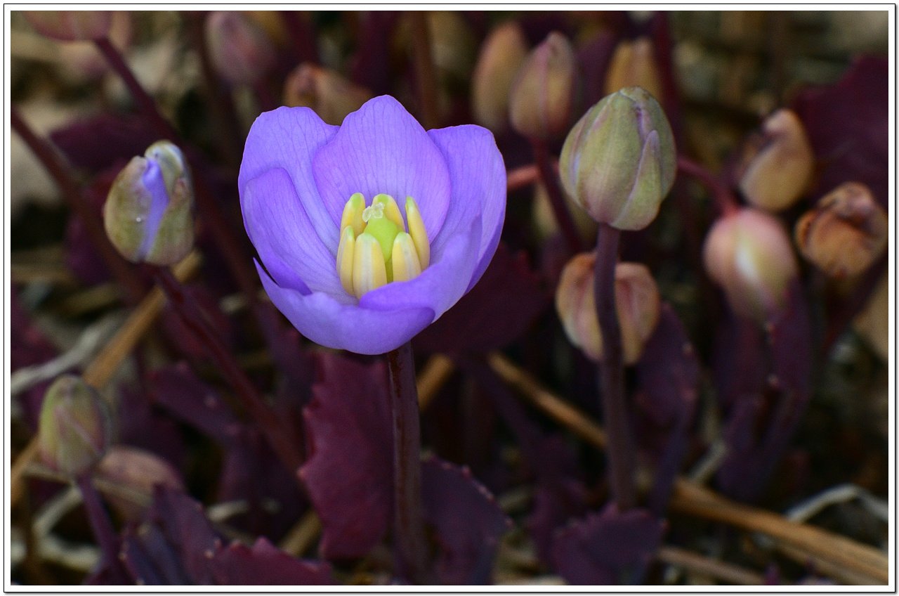 _DSC0571_00001.jpg : 신구대 식물원 야생화 소식