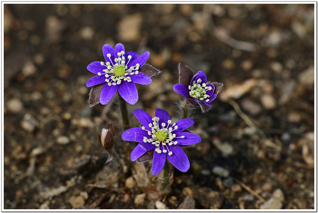 _DSC0606_00001.jpg : 신구대 식물원 야생화 소식