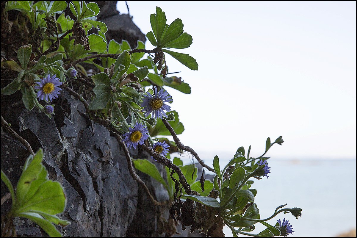 특-4.jpg : 해국(海菊)