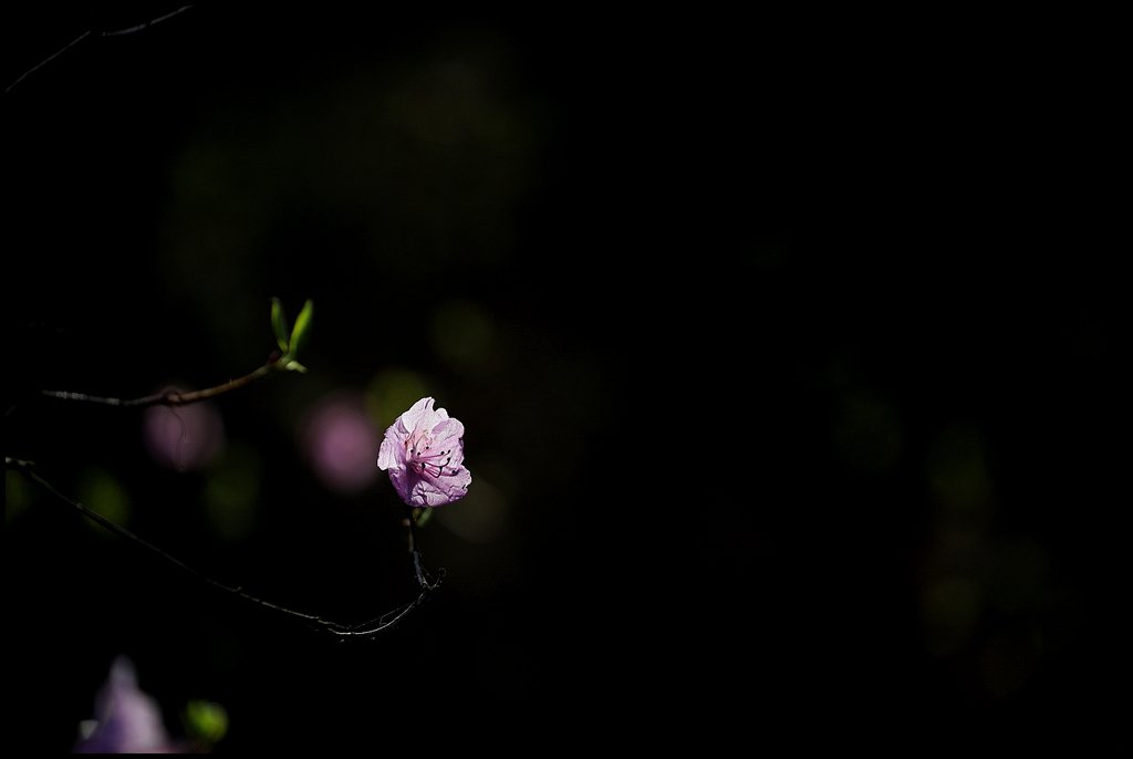 8U8A4816.jpg : 봄 날은 간다~~