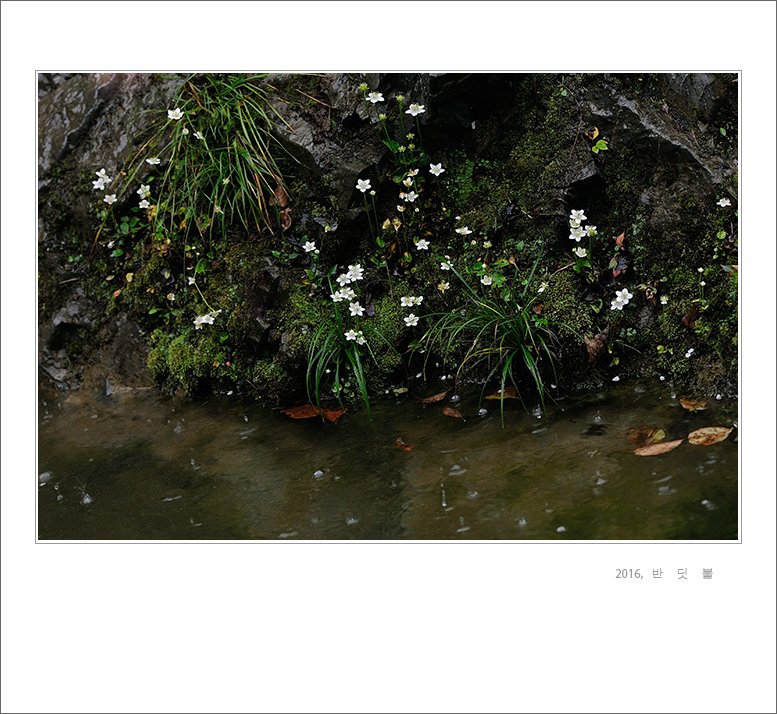 DSC_9546-1.jpg : 물매화