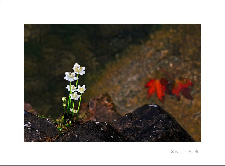 DSC_9491-1.jpg : 물매화