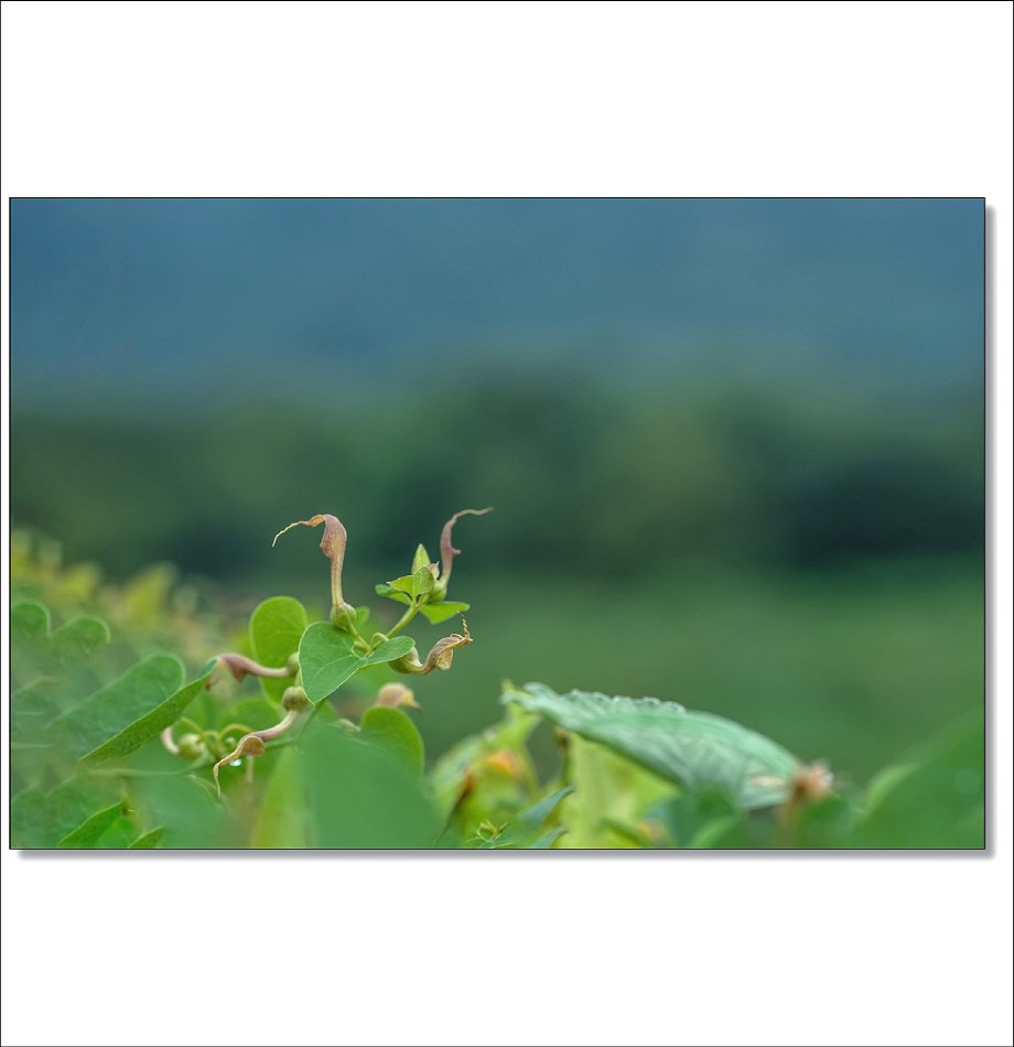 [R]DSC_6667.jpg : 야생화 : 쥐방울덩굴