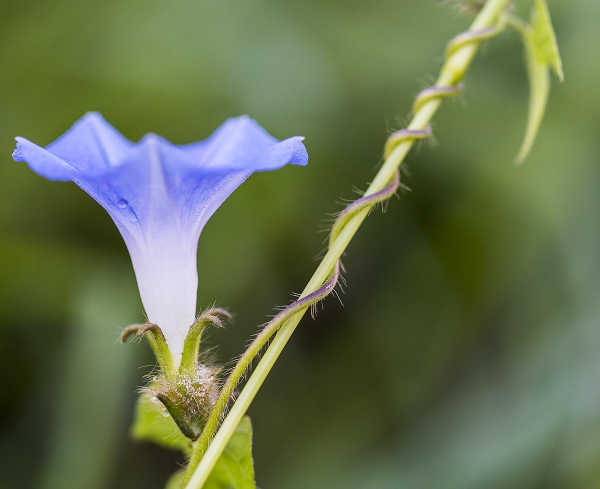 KJW_8936.jpg : 미국나팔꽃