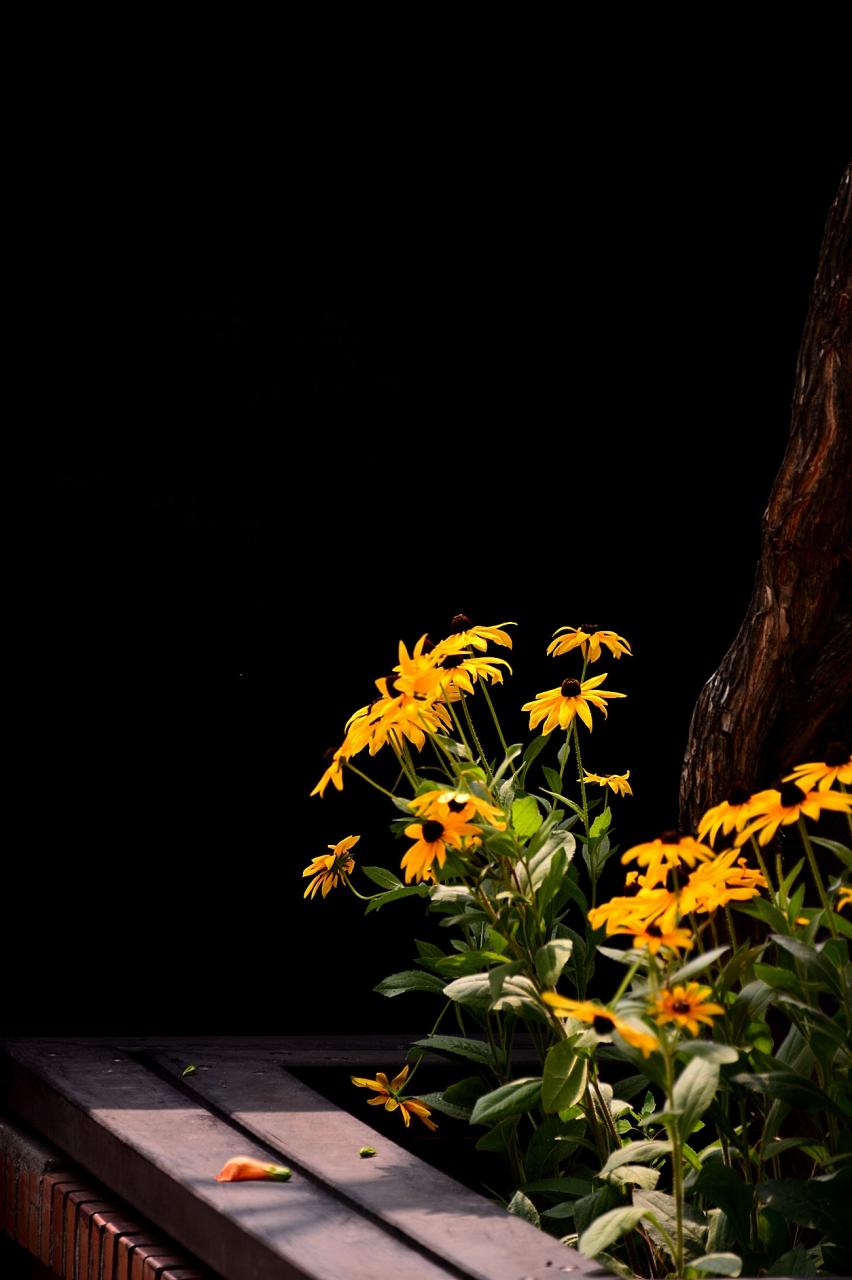 BandPhoto_2018_07_06_05_50_34.jpg : 달팽이 & 능소화 ..