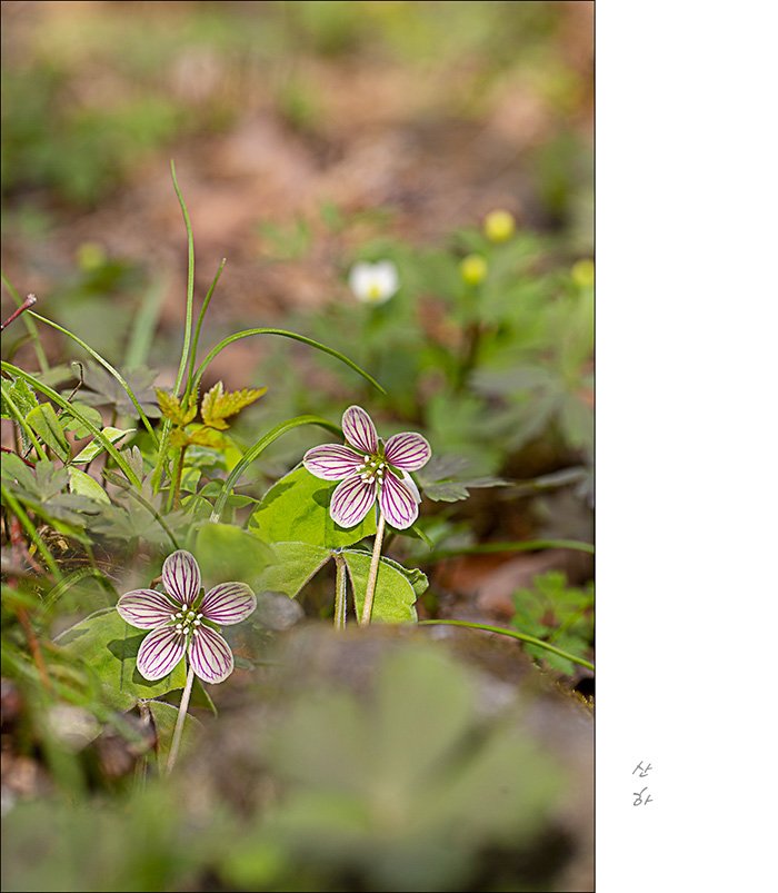 2M3A2856.jpg : 큰쾡이밥,한계령풀꽃, 애기풀꽃, 금난초, 나도바람꽃