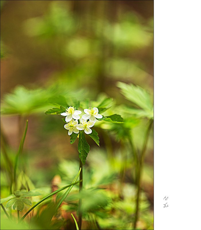 2M3A3355.jpg : 큰쾡이밥,한계령풀꽃, 애기풀꽃, 금난초, 나도바람꽃