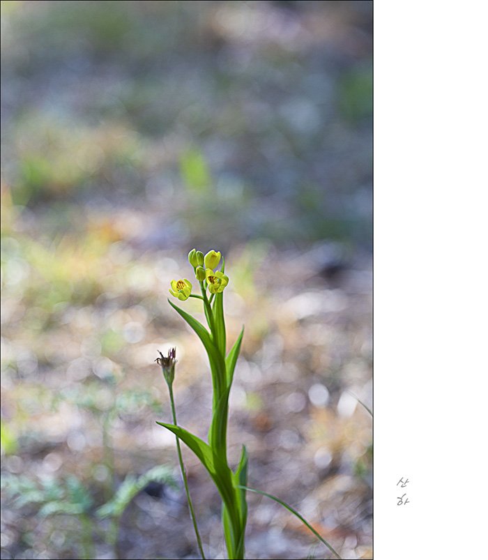 2M3A4169.jpg : 큰쾡이밥,한계령풀꽃, 애기풀꽃, 금난초, 나도바람꽃