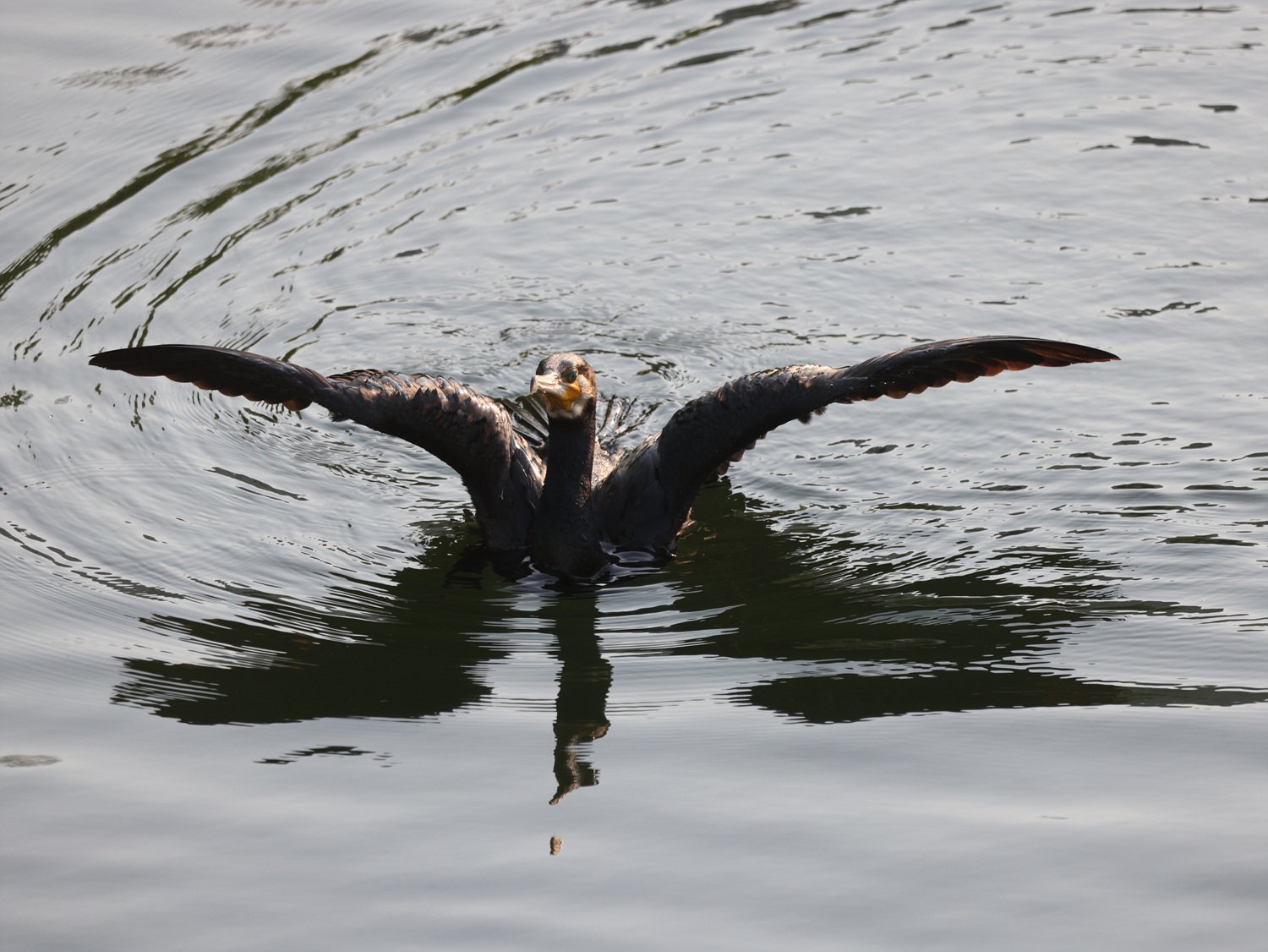 IMGL4867.jpg : 민물가마우지