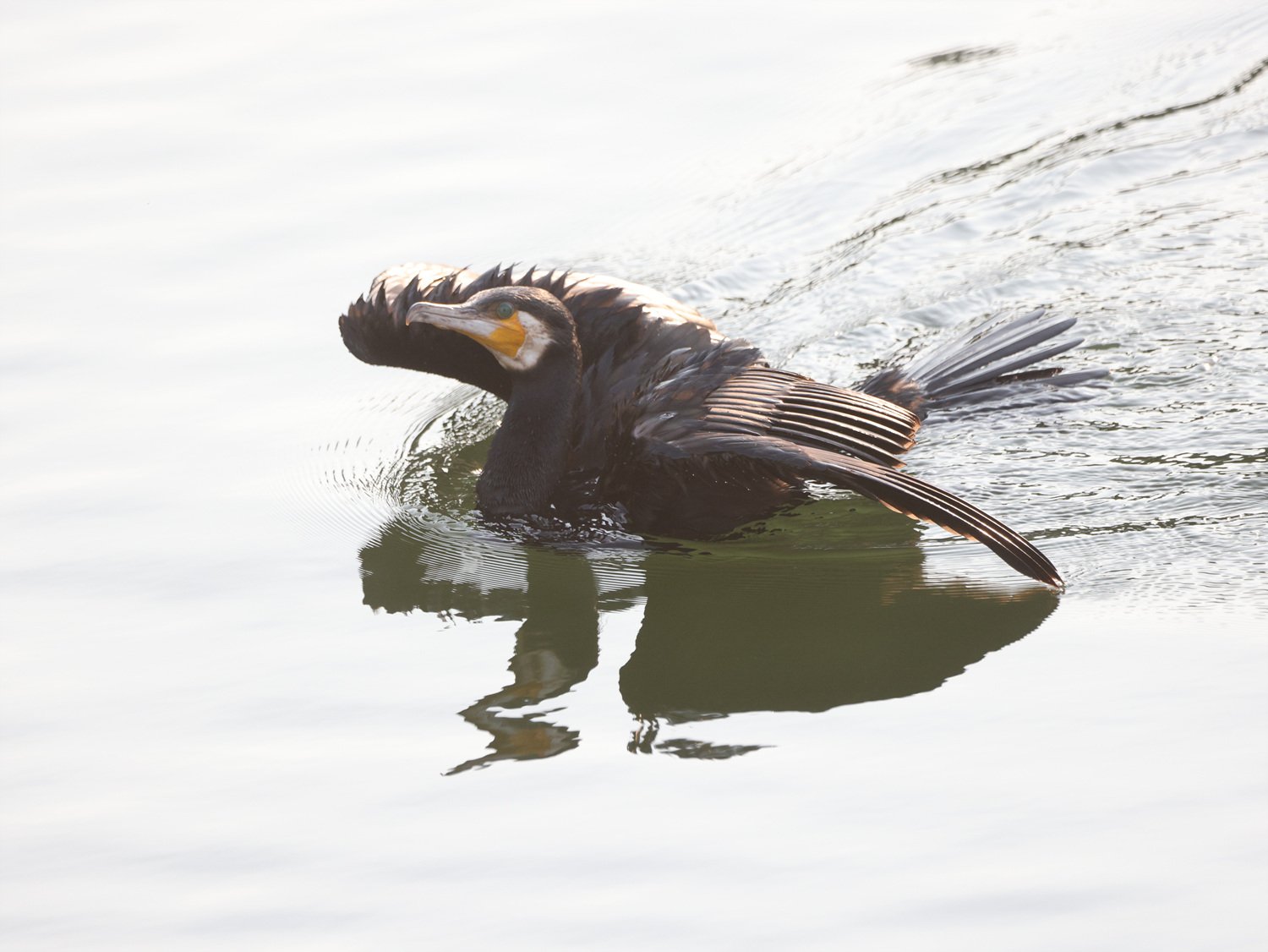 IMGL4861.jpg : 민물가마우지