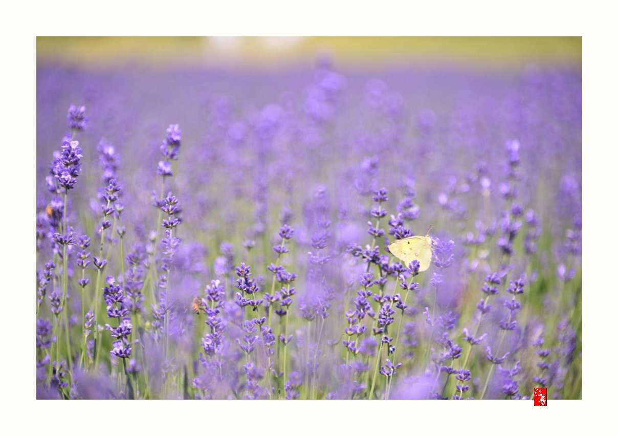 IMG_20170604_071342.jpg : 고성 라벤더