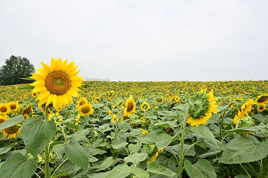 _DSC6331_00001.jpg : 안성 팜랜드 소식